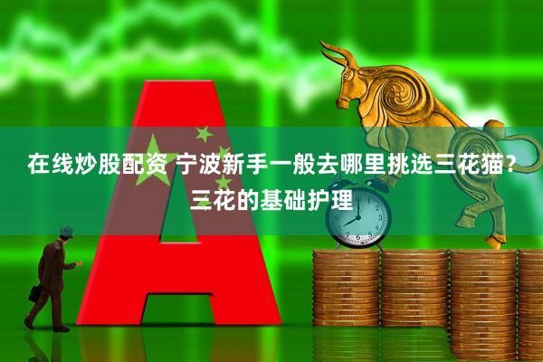 在线炒股配资 宁波新手一般去哪里挑选三花猫？三花的基础护理